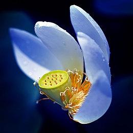 《尘白禁区》恩雅澜风角色PV：用爱净化 满足少女欲望